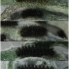 melit arduinna larva4 volg2